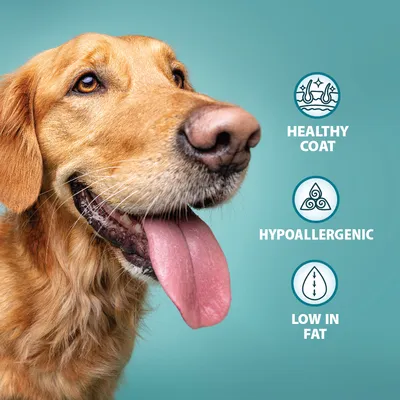Product features highlighted: healthy coat, hypoallergenic, low in fat. Three icons visually represent each feature next to descriptive text.