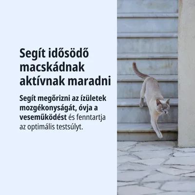 Segít az idősebb macskáknak aktívnak maradni, támogatja az ízületek mozgékonyságát, védi a veseműködést, és megőrzi az optimális testsúlyt.
