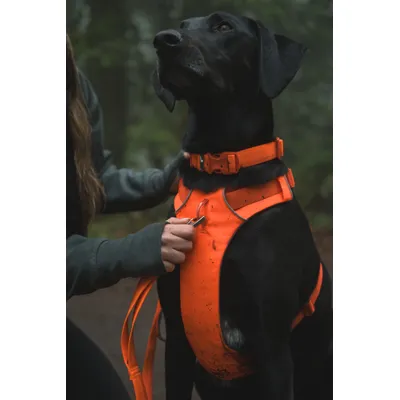 Ruffwear Front Range szelki dla psa, Blaze Orange