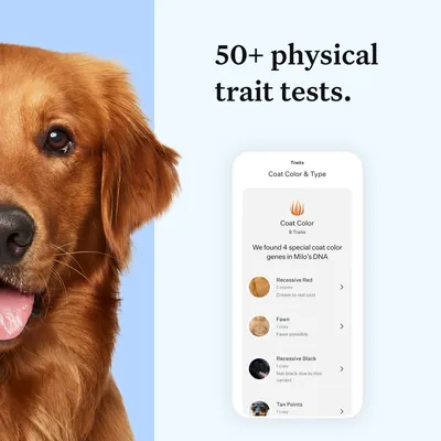 Image showing 50+ physical trait tests available, with a mobile screen displaying coat colour and type results including recessive red, fawn, recessive black, and tan points.