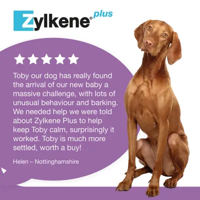 Zylkene Plus Calming Supplement 450mg for Large Dogs 15 - 60 kg - 30 Capsules Zylkene Plus Calming Supplement 450mg for Large Dogs 15 - 60 kg - 30 Capsules