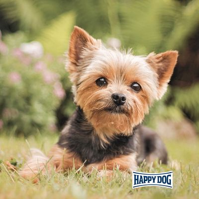 Happy Dog Mini Puppy szárazeledel kutyáknak 10 kg-ig. Búzamentes receptúra, támogatja az immunrendszert, optimális növekedés. Németországban készült, tartósítószer hozzáadása nélkül.