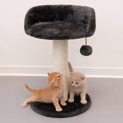 Rascador con superficie de descanso negra, poste de sisal y pelota colgante. Dos gatitos juegan en la base del rascador.