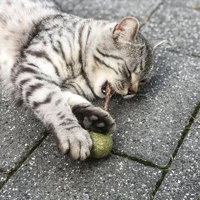 Grå katt leker med grön boll och tuggar på en pinne. Produkten visar leksak för katter.