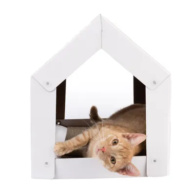 Casa para gatos de madera blanca con un gato marrón relajándose dentro. Superficie rascadora visible en el interior.