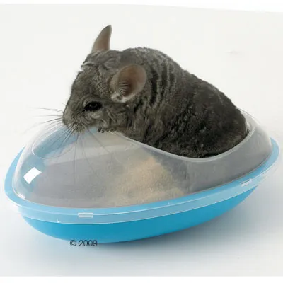 Chinchilla in einer blauen Sandbadewanne mit transparentem Deckel, geeignet für die Fellpflege. Chinchilla in einer blauen Sandbadewanne mit transparentem Deckel, geeignet für die Fellpflege.