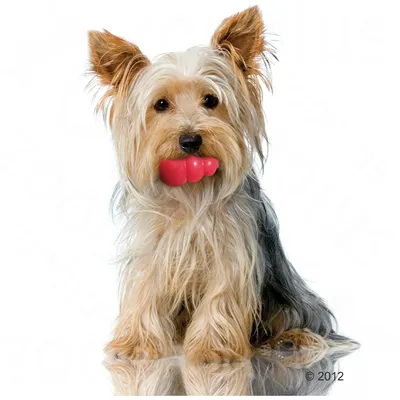 Cane con un gioco da masticare rosso in bocca, mostra l'uso del gioco.