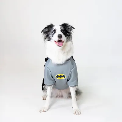 Hund trägt graues Shirt mit Batman-Logo. Produkt zeigt Design und Passform eines Haustierkleidungsstücks.