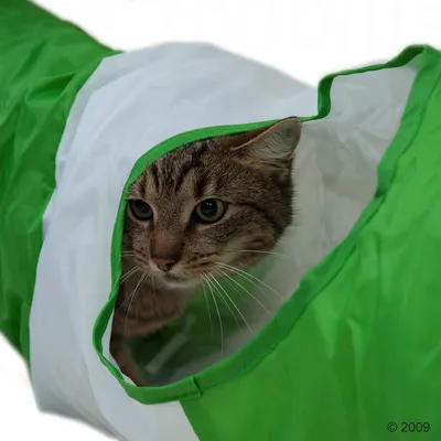 Chat tigré à l’intérieur d’un tunnel de jeu vert et blanc pour chats, ouverture visible sur le devant. Matière en tissu synthétique.
