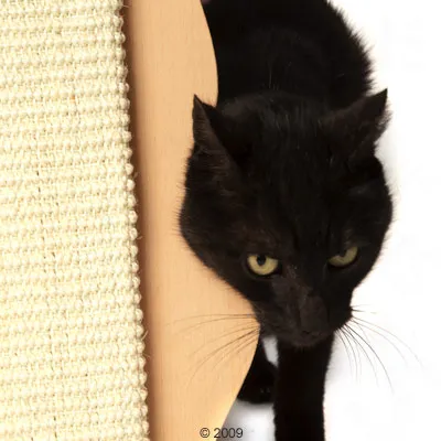 Black cat next to a scratching board made of sisal and wood. Product shows use of a scratching post.