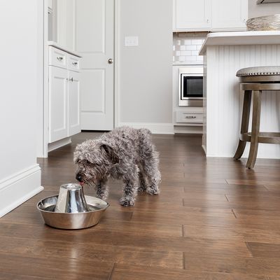 Fontanella Per Gatti, Fontana Per Gatti Con Finestra Traspar... - Fontanelle Per Gatti