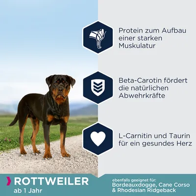 Rottweiler de la 1 an. Proteină pentru mușchi puternici, beta-caroten pentru imunitate, L-carnitină și taurină pentru sănătatea inimii. Potrivit și pentru Bordeauxdogge, Cane Corso, Rhodesian Ridgeback.