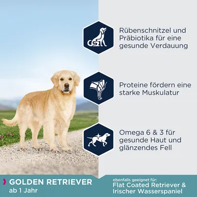 Golden Retriever de la 1 an. Pulpa de sfeclă și prebiotice pentru digestie sănătoasă, proteine pentru mușchi puternici, Omega 6 și 3 pentru piele sănătoasă și blană strălucitoare.