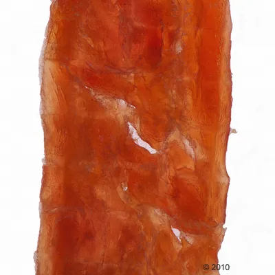 Primo piano di una striscia di carne essiccata di colore arancione-marrone, superficie visibilmente strutturata. Primo piano di una striscia di carne essiccata di colore arancione-marrone, superficie visibilmente strutturata.