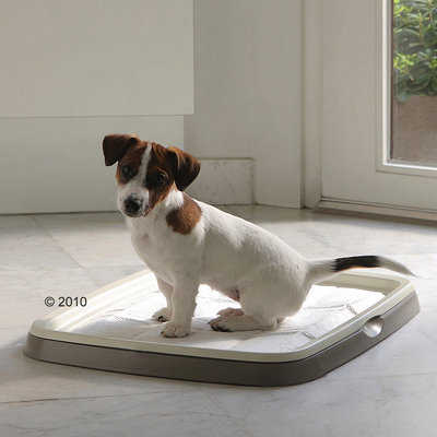 Hund sitzt auf einer Trainingsunterlage in einem Kunststoffrahmen, demonstriert die Nutzung des Produkts für die Stubenreinheit.
