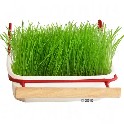Barquette blanche avec poignée en bois contenant de l’herbe verte fraîche, vue de face. Aucun texte ou marque visible sur le produit.