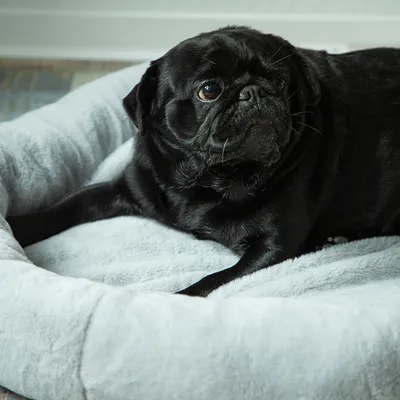 Černý mops leží na šedém, měkkém pelíšku pro domácí mazlíčky.