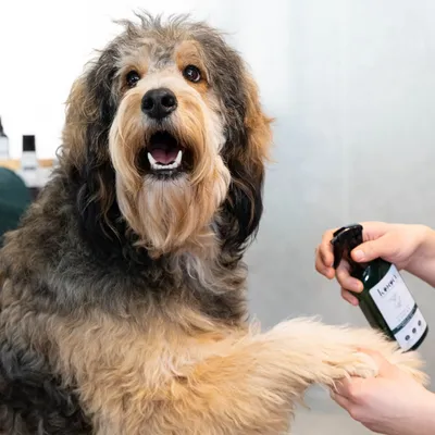 Hond wordt behandeld met een groene fles verzorgingsproduct, aangebracht door een hand.