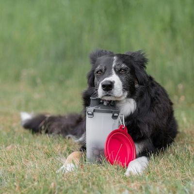 Przezroczysty pojemnik na karmę z czarną pokrywką i czerwonym składanym miską, umieszczony na trawie.
