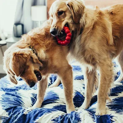 Zwei Hunde spielen mit roten Kauspielzeugen auf einem Bett. Spielzeug sichtbar in den Mäulern der Tiere.