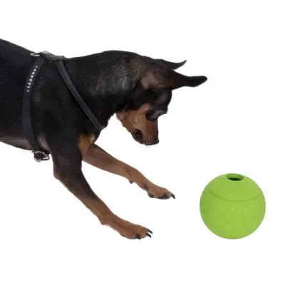 Cane nero con pettorina nera che gioca con una palla verde in plastica, foro visibile sulla palla.