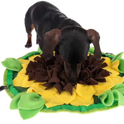 Petit chien noir sur tapis de fouille en tissu jaune, marron et vert en forme de fleur, utilisé pour la recherche de friandises ou croquettes. Matériau visible : tissu polaire.