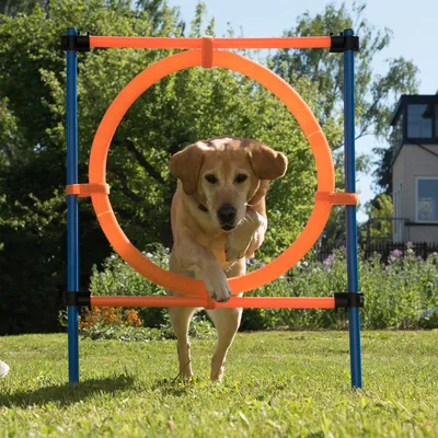 Hund springt durch einen orangefarbenen Trainingsreifen, befestigt an blauen Stangen. Geeignet für Agility-Training im Garten.