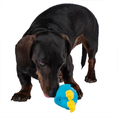 Hund spielt mit blauem Spielzeug in Fischform mit gelben Flossen.