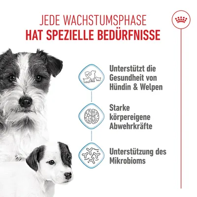 Royal Canin Mini Starter Mother & Babydog - Sparpaket: 2 x 8 kg