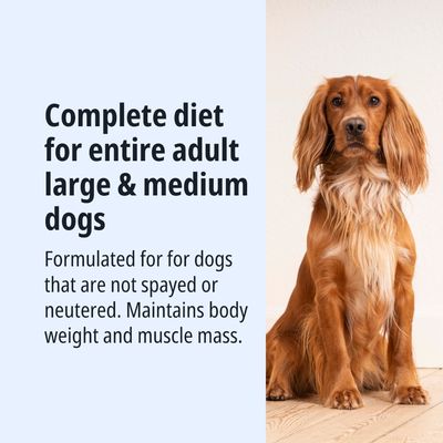 Alimento completo per cani adulti, di taglia grande e media, non sterilizzati. Mantiene il peso corporeo e la massa muscolare.