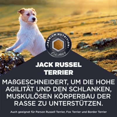 Jack Russel Terrier. Maßgeschneidert, um die hohe Agilität und den schlanken, muskulösen Körperbau der Rasse zu unterstützen. Auch geeignet für Parson Russell Terrier, Fox Terrier und Border Terrier.