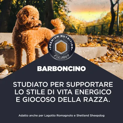 Premium Nutrition Barboncino. Sviluppato per il sostegno dello stile di vita energico e giocoso della razza. Adatto anche per Lagotto Romagnolo e Shetland Sheepdog. Premium Nutrition Barboncino. Sviluppato per il sostegno dello stile di vita energico e giocoso della razza. Adatto anche per Lagotto Romagnolo e Shetland Sheepdog.