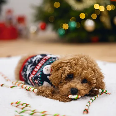 Beeztees Weihnachtszuckerstange Rinderhaut 176 g - 16 Stück