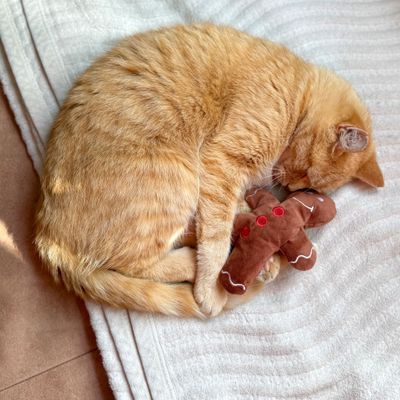Schlafende orangefarbene Katze auf Decke mit braunem Plüschspielzeug in Lebkuchenmann-Form.