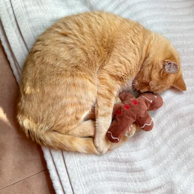 Schlafende orangefarbene Katze auf Decke mit braunem Plüschspielzeug in Lebkuchenmann-Form. Schlafende orangefarbene Katze auf Decke mit braunem Plüschspielzeug in Lebkuchenmann-Form.