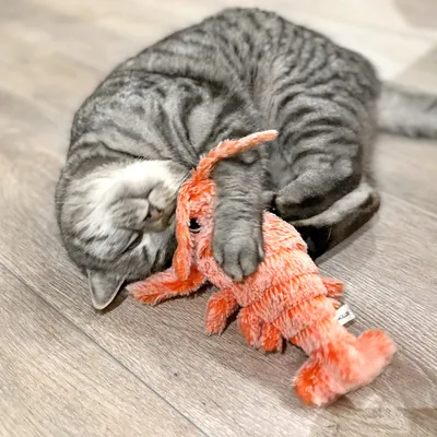 Grå kat leger med et orange plysdyr formet som en hummer på et trægulv.