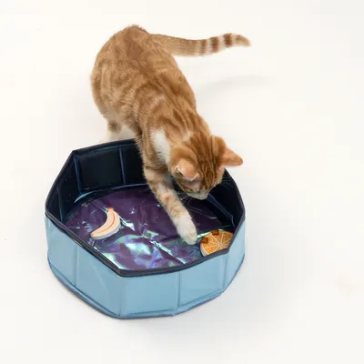 Chat roux jouant avec une patte dans un bassin bleu octogonal rempli d’eau, contenant deux jouets flottants en forme de banane et de tranche d’orange.