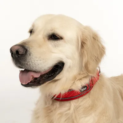 Rødt hundehalsbånd med sort 'RCX'-logo, båret af en hund. Halsbånd med reflekterende striber for bedre synlighed.