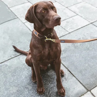 Brauner Hund mit braunem Halsband und Leine, Markenlabel 'Studio Dogs' sichtbar. Brauner Hund mit braunem Halsband und Leine, Markenlabel 'Studio Dogs' sichtbar.