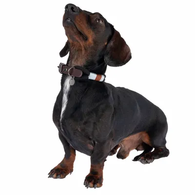 Gravhund med brunt halsbånd af læder og stof, dekoreret med blå og hvide striber.