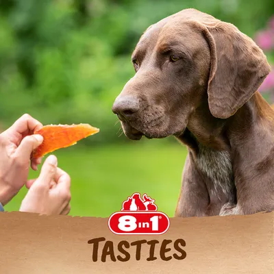 Câine privind o gustare, marca 8in1 Tasties. Logo cu inscripție roșie și siluete de animale vizibil.