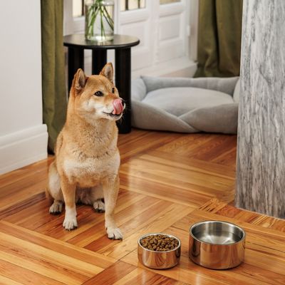 Hund sitzt neben zwei Edelstahlnäpfen, einer mit Trockenfutter und einer mit Wasser, vor einem Hundebett auf Holzboden.