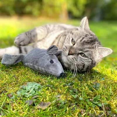 Grey cat lying on grass next to a grey fabric toy shaped like a mouse.