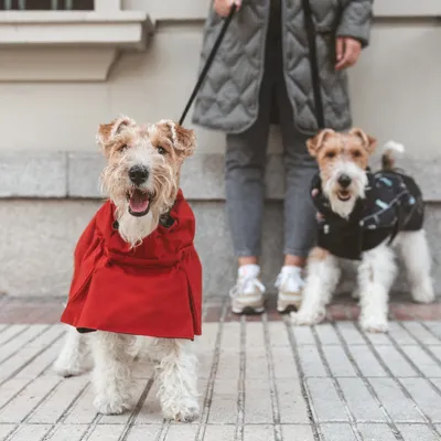 Deux chiens en laisse portant des manteaux pour chien, l’un rouge et l’autre noir, accompagnés d’une personne debout en manteau matelassé gris et baskets blanches.