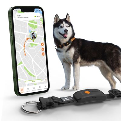 Weenect Haustier GPS Tracker XT für Hunde