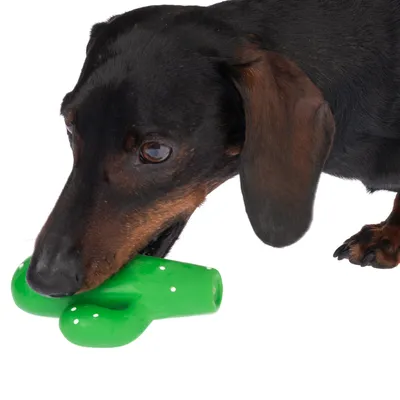 Dog playing with green cactus-shaped toy. Product shown in use by pet.