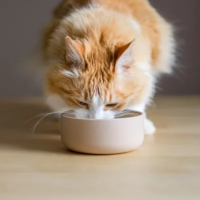 Red and white cat eating from a beige food bowl on a wooden table.