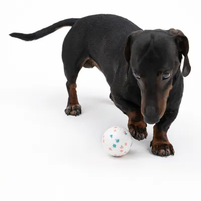Chien teckel noir et feu debout près d’une balle blanche à motifs colorés sur fond blanc, illustrant l’utilisation d’un jouet pour chien.