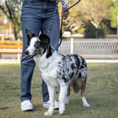 Une personne promène un chien noir et blanc tacheté en laisse dans le parc. La laisse est bien visible, tenue en main.