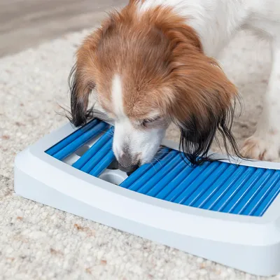 Hund bruger et blå-hvidt intelligenslegetøj med riller på et tæppe.